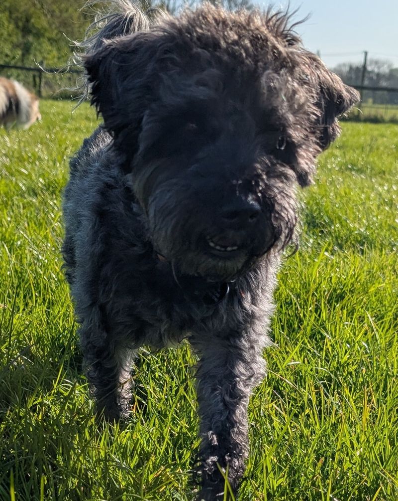Dog walker in Leamington Spa with a happy dog